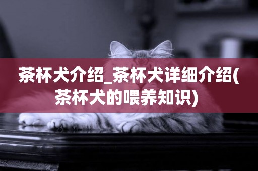 茶杯犬介紹_茶杯犬詳細介紹(茶杯犬的喂養知識) 