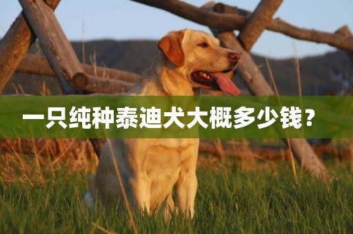 一只純種泰迪犬大概多少錢？ 