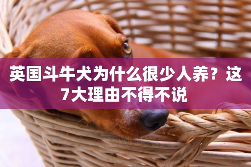 英國斗牛犬為什么很少人養？這7大理由不得不說 