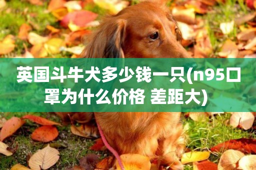 英國斗牛犬多少錢一只(n95口罩為什么價格 差距大) 