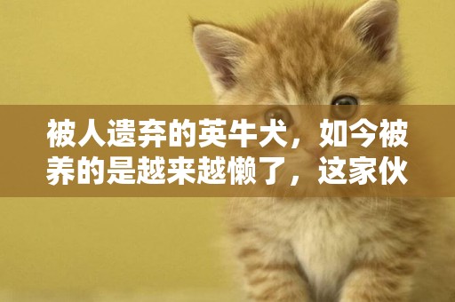 被人遺棄的英牛犬，如今被養的是越來越懶了，這家伙能不動就不動 
