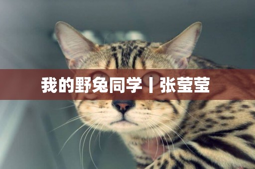 我的野兔同學丨張瑩瑩 