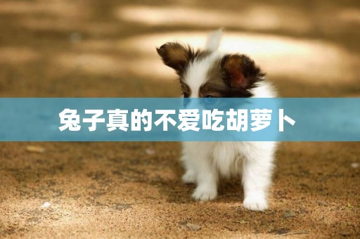兔子真的不愛吃胡蘿卜 