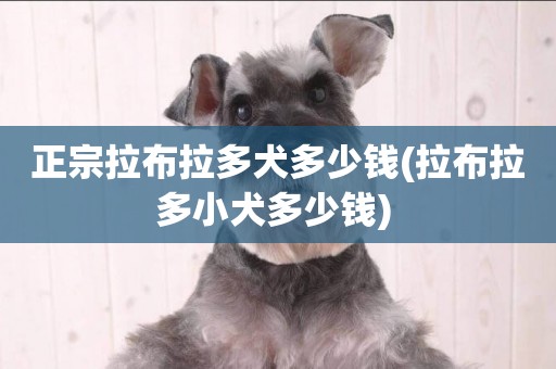 正宗拉布拉多犬多少錢(拉布拉多小犬多少錢) 