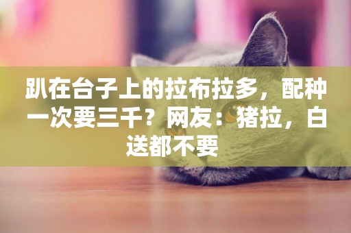 趴在臺子上的拉布拉多，配種一次要三千？網友：豬拉，白送都不要 