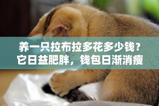 養一只拉布拉多花多少錢？它日益肥胖，錢包日漸消瘦 