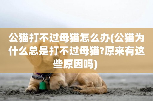 公貓打不過母貓怎么辦(公貓為什么總是打不過母貓?原來有這些原因嗎) 