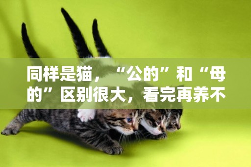 同樣是貓，“公的”和“母的”區別很大，看完再養不吃虧 