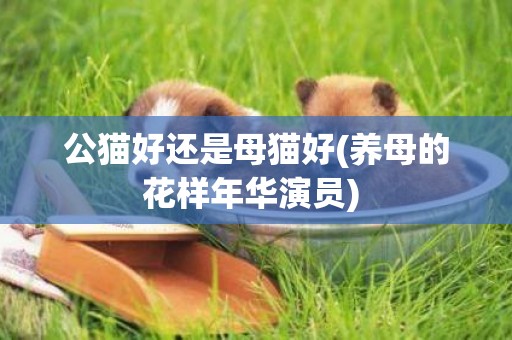 公貓好還是母貓好(養母的花樣年華演員) 