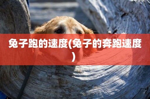 兔子跑的速度(兔子的奔跑速度) 