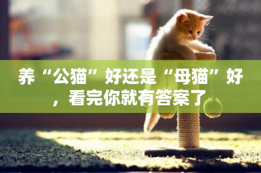 養“公貓”好還是“母貓”好，看完你就有答案了 