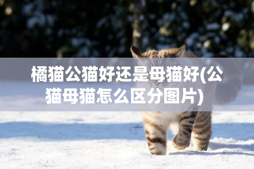 橘貓公貓好還是母貓好(公貓母貓怎么區分圖片) 