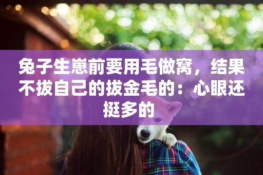 兔子生崽前要用毛做窩，結果不拔自己的拔金毛的：心眼還挺多的 