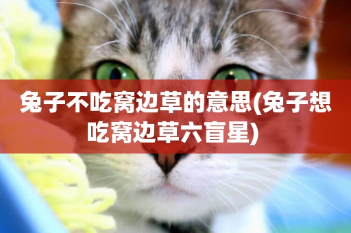 兔子不吃窩邊草的意思(兔子想吃窩邊草六盲星) 