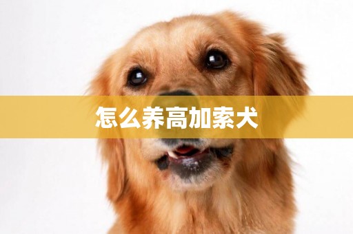 怎么養高加索犬