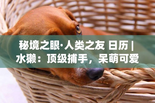秘境之眼·人類之友 日歷 | 水獺：頂級捕手，呆萌可愛 