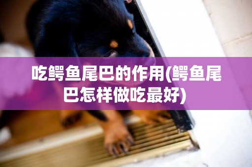 吃鱷魚尾巴的作用(鱷魚尾巴怎樣做吃最好) 