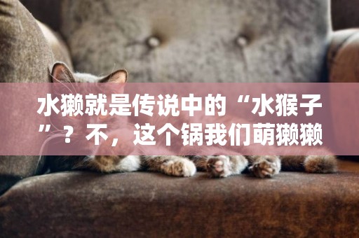 水獺就是傳說中的“水猴子”？不，這個鍋我們萌獺獺不背！ 