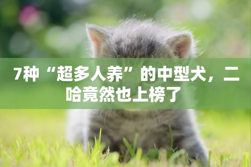 7種“超多人養”的中型犬，二哈竟然也上榜了 