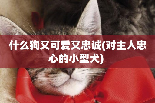 什么狗又可愛又忠誠(對主人忠心的小型犬) 