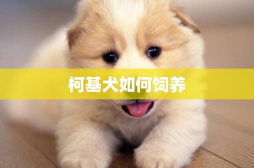 柯基犬如何飼養