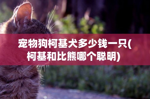 寵物狗柯基犬多少錢一只(柯基和比熊哪個聰明) 