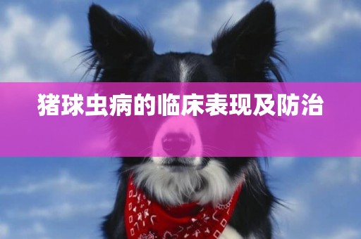豬球蟲病的臨床表現及防治 