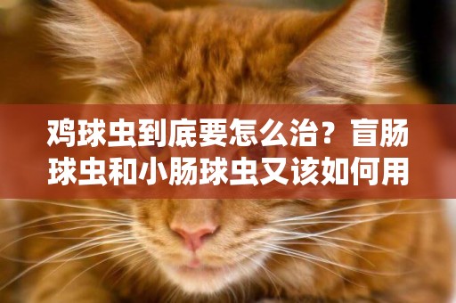 雞球蟲到底要怎么治？盲腸球蟲和小腸球蟲又該如何用藥？ 