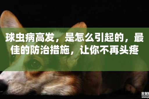 球蟲病高發，是怎么引起的，最佳的防治措施，讓你不再頭疼 