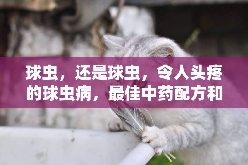 球蟲，還是球蟲，令人頭疼的球蟲病，最佳中藥配方和特效治療方案 