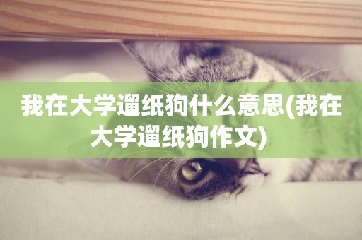 我在大學遛紙狗什么意思(我在大學遛紙狗作文) 
