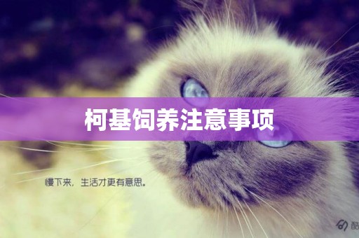 柯基飼養注意事項