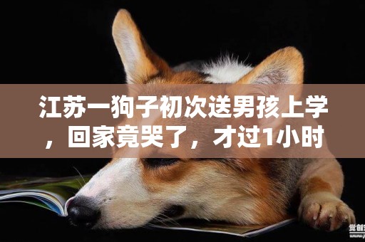 江蘇一狗子初次送男孩上學，回家竟哭了，才過1小時就趴門口盼著 