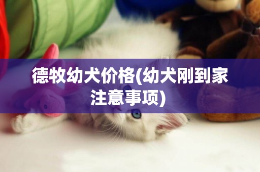 德牧幼犬價格(幼犬剛到家注意事項) 