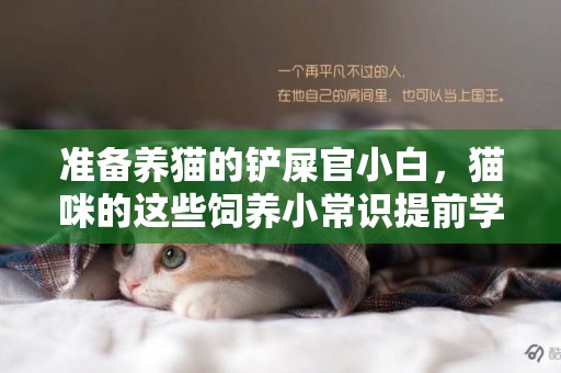 準備養貓的鏟屎官小白，貓咪的這些飼養小常識提前學習一下 