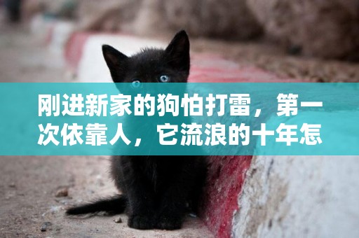 剛進新家的狗怕打雷，第一次依靠人，它流浪的十年怎么過的 