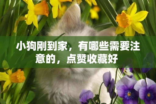 小狗剛到家，有哪些需要注意的，點贊收藏好 