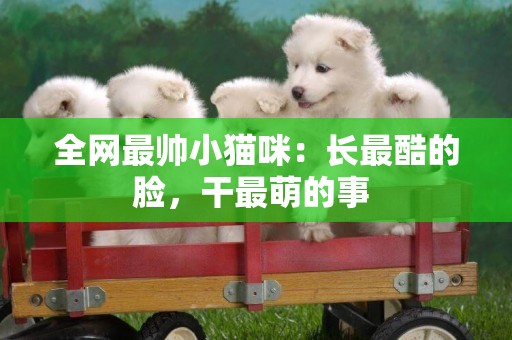 全網最帥小貓咪：長最酷的臉，干最萌的事 