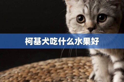 柯基犬吃什么水果好