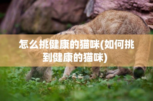 怎么挑健康的貓咪(如何挑到健康的貓咪) 