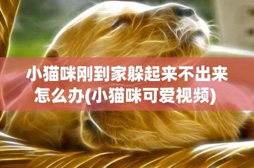 小貓咪剛到家躲起來不出來怎么辦(小貓咪可愛視頻) 