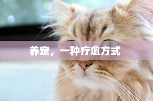 養寵，一種療愈方式 