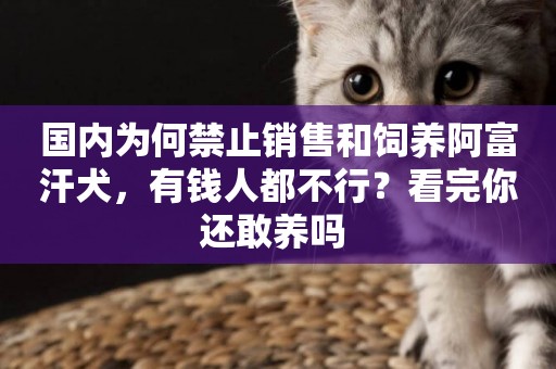 國內為何禁止銷售和飼養阿富汗犬，有錢人都不行？看完你還敢養嗎 