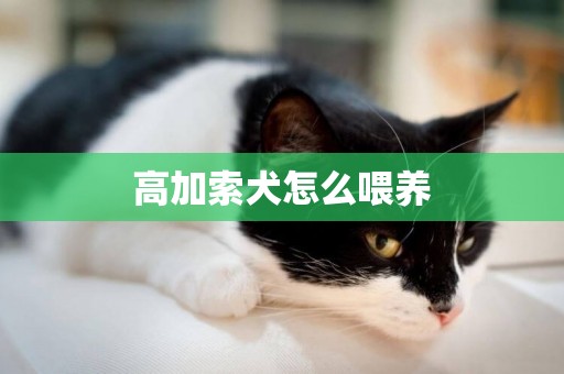 高加索犬怎么喂養