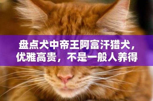 盤點犬中帝王阿富汗獵犬，優雅高貴，不是一般人養得起 