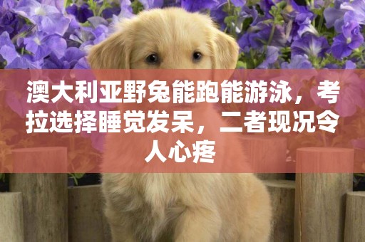 澳大利亞野兔能跑能游泳，考拉選擇睡覺發呆，二者現況令人心疼 