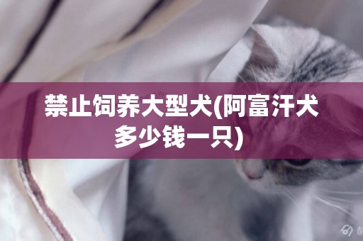 禁止飼養大型犬(阿富汗犬多少錢一只) 