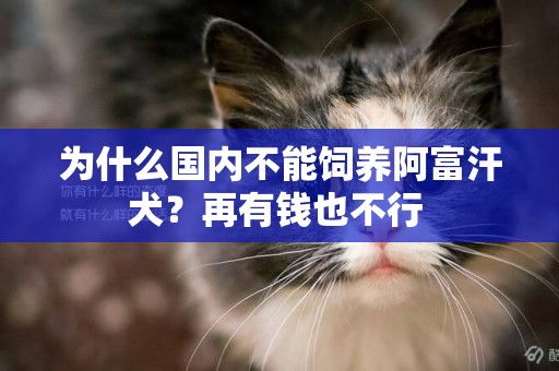 為什么國內不能飼養阿富汗犬？再有錢也不行 