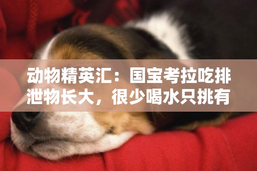 動物精英匯：國寶考拉吃排泄物長大，很少喝水只挑有毒的樹葉吃 