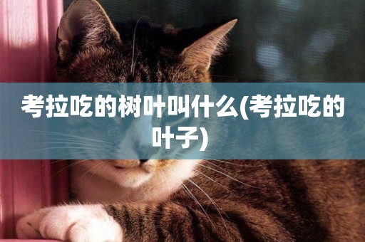 考拉吃的樹葉叫什么(考拉吃的葉子) 